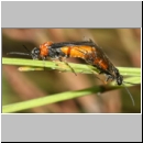 Dolerus germanicus - Blattwespe 12b 8mm Paarung.jpg